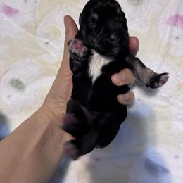 Evelyn - Black and silver female Miniature Schnauzer puppy in Hedgesville, West Virginia from Clay Hill Kennels