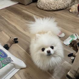 Prescott - Pomeranian
