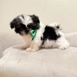 Boy (Green Bow) - Black and white male Shih Tzu puppy in National City, California from NCStellarPuppies