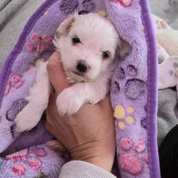 Eliana - White female Maltese puppy in Ludington, Michigan from OT Maltese & Co