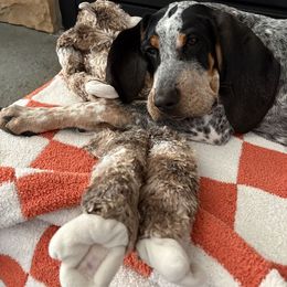 Bluetick Coonhound and Poodle Puppies from Dejah Bleu Kennels