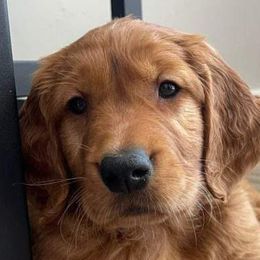 Golden Retrievers and Toy Australian Shepherds from Diamond Bar N Ranch