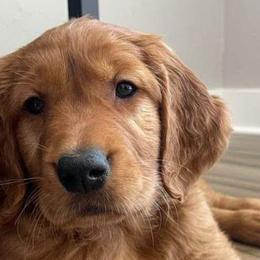 Golden Retrievers and Toy Australian Shepherds from Diamond Bar N Ranch