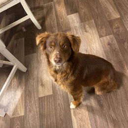 Miniature Australian Shepherd All Grown Up from AL Riley Aussies