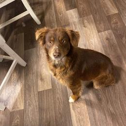 Miniature Australian Shepherd All Grown Up from AL Riley Aussies