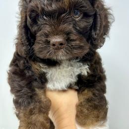 Blue collar boy - Brown and tan male Cockapoo puppy in Oologah, Oklahoma from Timber Hills Poodles and Doodles