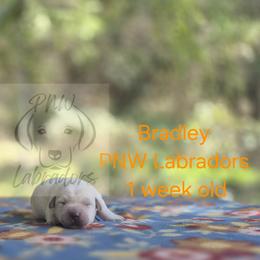 Bradley - Yellow male Labrador Retriever puppy in Rogue River, Oregon from PNW Labradors