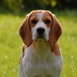 Beagle puppies from Royal-Tea Beagles
