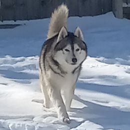 Bishop - Siberian Husky