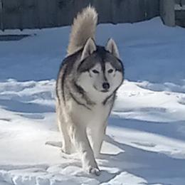 Bishop - Siberian Husky