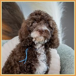 Jack - Brown male Cockapoo puppy in Connersville, Indiana from Deaz Doodle Ranch