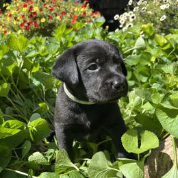 Emily - Black female Labrador Retriever puppy in Alger, Ohio from Osborne Family Retrievers