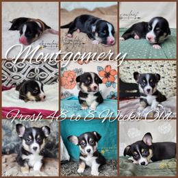Pembroke Welsh Corgi Puppies from Arrowleaf Corgis