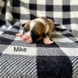 Mike - Sable male Pembroke Welsh Corgi puppy in Waverly, Iowa from Kindred Corgis