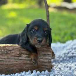 Black. Long hair - Black and tan female Dachshund puppy in Nashville, Arkansas from Whisenhunt Farms