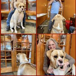 Boxer Puppies from Vincent's Pride Boxers ~ Dudley's Dream Boxers