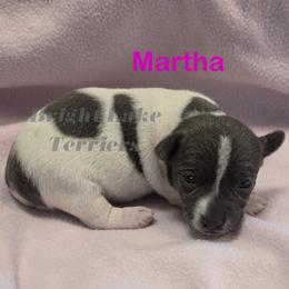Martha - White and blue female Teddy Roosevelt Terrier puppy in Milaca, Minnesota from Bright Lake Terriers
