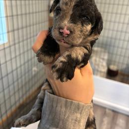 Jessie - Merle female Sheepadoodle puppy in Lumberton, Mississippi from Doris’ Darlin Doxies & Doodles