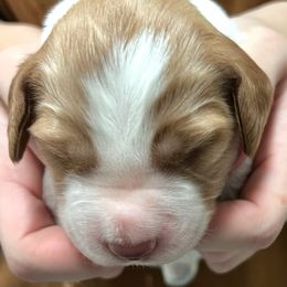 Zina boy 3 - Orange and white male Brittany puppy in Floyd Knobs, Indiana from Cross Creek Brittanys