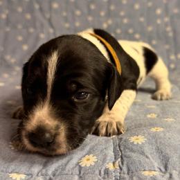Indy - Black and white female German Shorthaired Pointer puppy in Edenton, North Carolina from Bockelman GSP’s