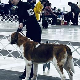 Saint Bernard puppies from Still River Saints