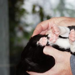 Border Collies from Murphys Farm