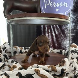 Coco - Chocolate and tan female Dachshund puppy in Hudson, Michigan from Mittentail Kennel Miniature Dachshunds