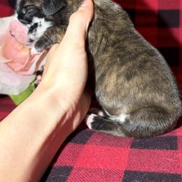Scar - Harlequin male Great Dane puppy in Scottsburg, Virginia from Virginia Great Danes