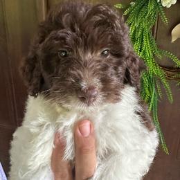 Magnolia - Brown and white female Bernedoodle puppy in Thornville, Ohio from Four Front Doodles & Friends