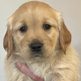 Ash - Golden Golden Retriever puppy in Roseburg, Oregon from Elevation Retrievers