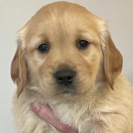 Ash - Golden Golden Retriever puppy in Roseburg, Oregon from Elevation Retrievers