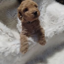 Poodle Puppies from Grace Colt Farms