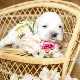 Callie - Buff and white female Cocker Spaniel puppy in Rattan, Oklahoma from Double M Cocker Spaniels