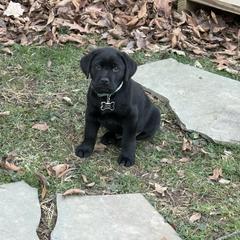 Labrador Retriever Puppies from Tsuki Labradors