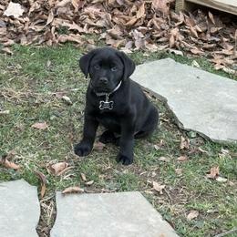Labrador Retriever Puppies from Tsuki Labradors
