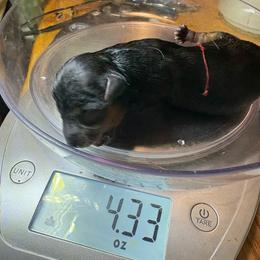 Sunny - Black and gold female Yorkshire Terrier puppy in Phoenix, Arizona from Coursey’s Yorkies
