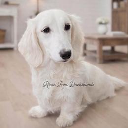 Chanel - Dachshund