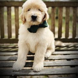 Monarch- green collar male - Cream male Goldendoodle puppy in Silsbee, Texas from Barkley Lane Doodles LLC
