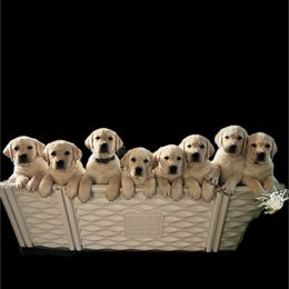 Labrador Retriever Puppies from SR Labrador Retrievers