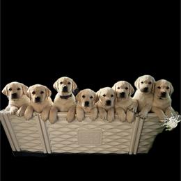 Labrador Retriever Puppies from SR Labrador Retrievers