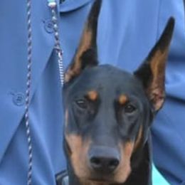Rhonda - Doberman Pinscher