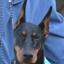 Rhonda - Doberman Pinscher