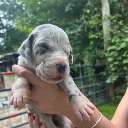 Caprica - Merle female Great Dane puppy in Marlow, New Hampshire from Fox Hill Danes