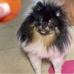 Mochi - Tri-colored male Pomeranian puppy in Brooklyn, New York from Luxury Poms