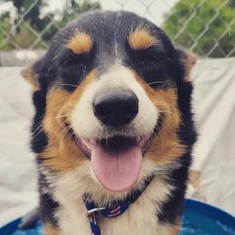 Pembroke Welsh Corgis from The 6Ks Paws and Hobbies