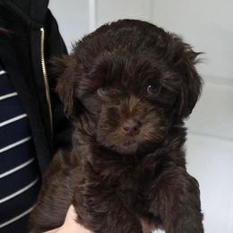 Apache - Brown and white female Aussiedoodle puppy in Loveland, Colorado from A&L Ranch Aussiedoodles