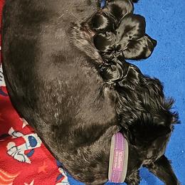 Boy 1 - Black male Scottish Terrier puppy in Seligman, Arizona from Magnum Scottish Terriers