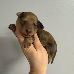 Lily - Dapple female Dachshund puppy in Fredericksburg, Indiana from Blue River Mini Dachshunds