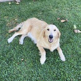 Molly - Golden Retriever