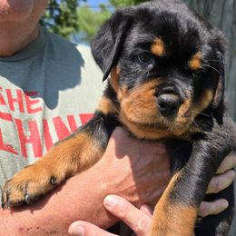 Rottweiler Puppies from Vom Peiffley Rottweilers, LLC